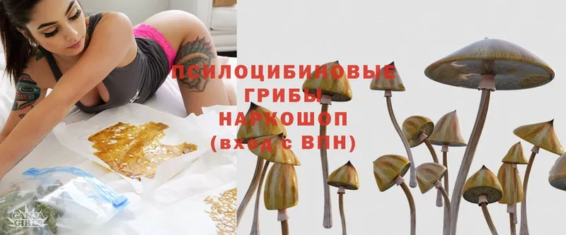 Галлюциногенные грибы Magic Shrooms  что такое   Сарапул 